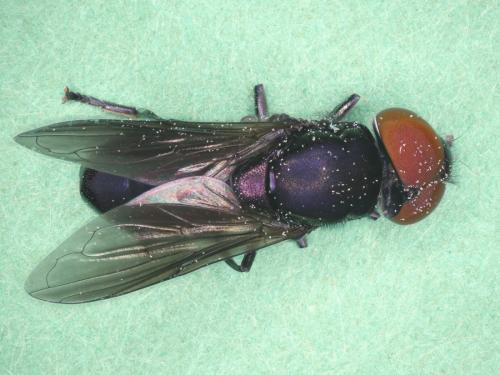 Réf. 185 211 : Chrysogaster solstitialis